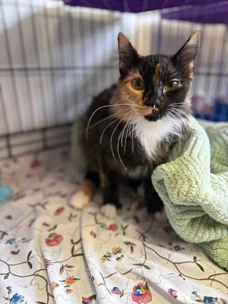 A young small-sized female Domestic Long Hair cat named LuLu for adoption in Lovingston, VA