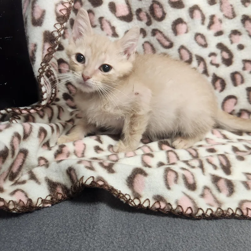A baby medium-sized male Tabby (Buff / Tan / Fawn) Domestic Short Hair cat named Bryce for adoption in Hagerstown, MD