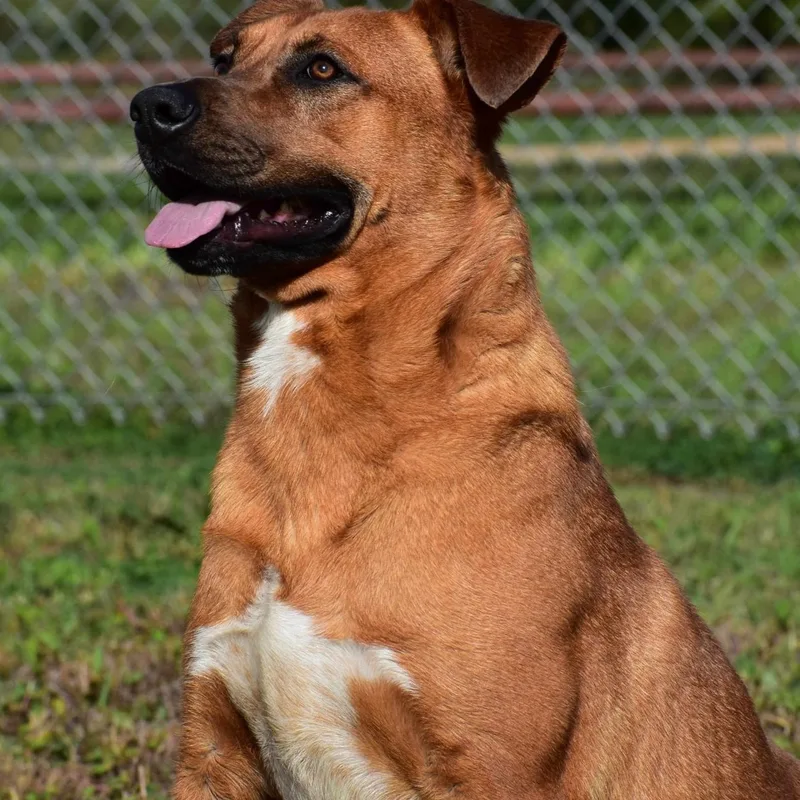 A young large-sized male Red / Chestnut / Orange Mixed Breed dog named Maurice for adoption in Wharton, TX