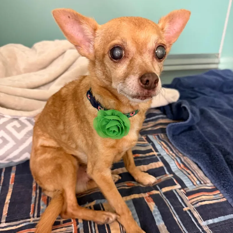 A senior small-sized male Yellow / Tan / Blond / Fawn Chihuahua dog named Papi for adoption in Titusville, FL
