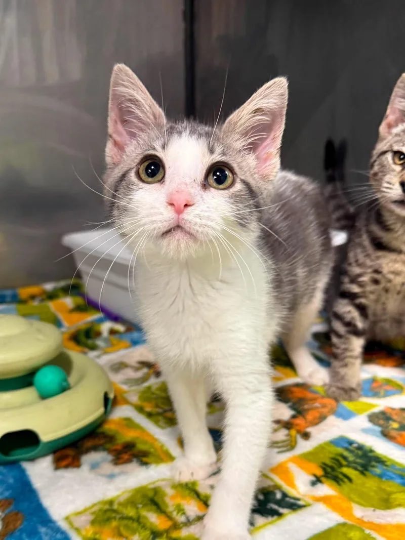 A baby medium-sized female Gray & White Domestic Short Hair cat named Bun Bun for adoption in Leitchfield, KY