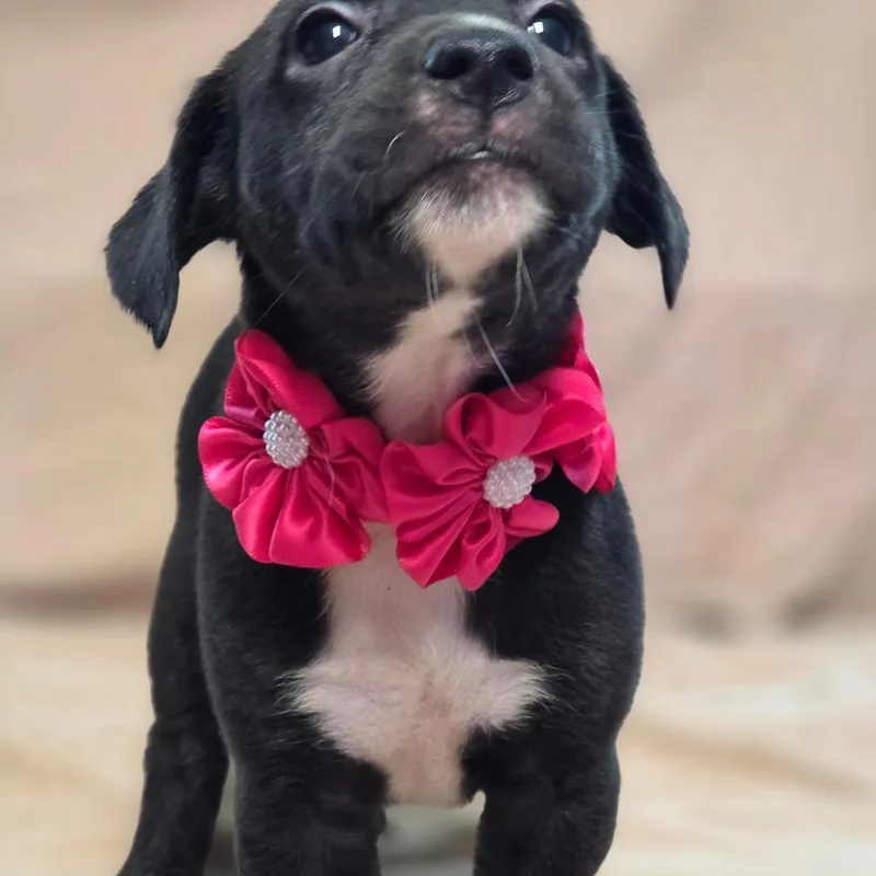 A baby medium-sized female Hound dog named Sleepy for adoption in Wiggins, MS