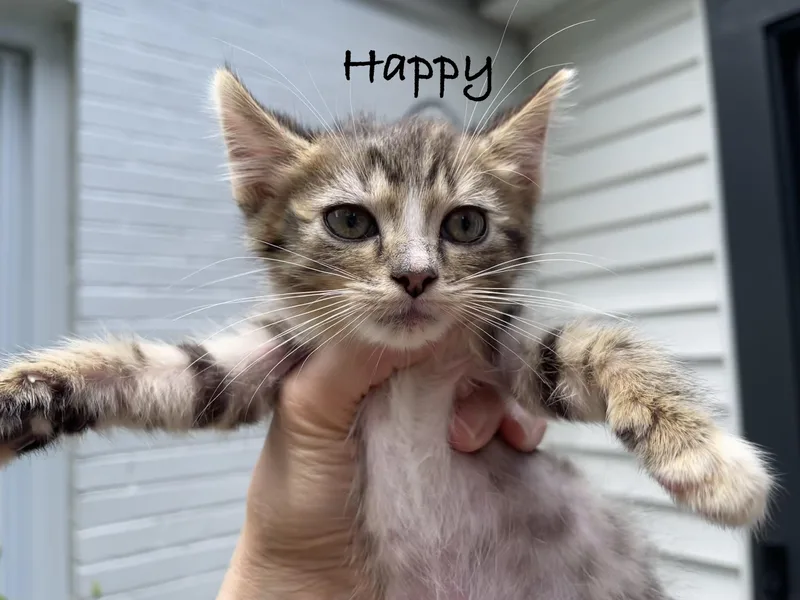 A baby medium-sized male Tabby (Brown / Chocolate) Domestic Short Hair cat named Happy for adoption in Lemoyne, PA