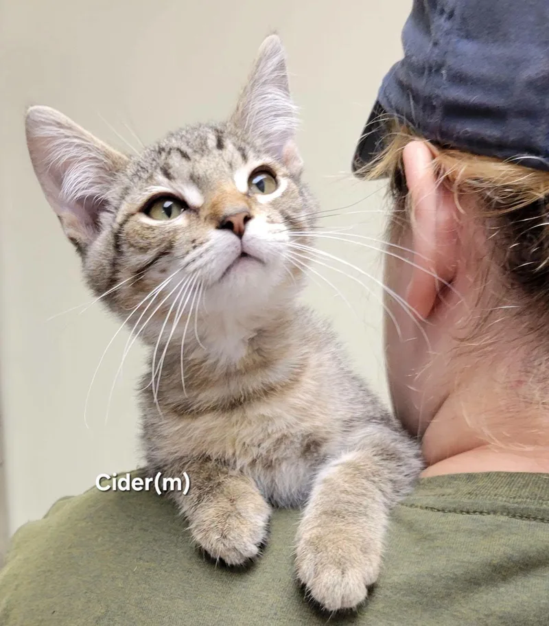 A baby medium-sized male Brown / Chocolate Domestic Short Hair cat named Cider for adoption in Mazon, IL