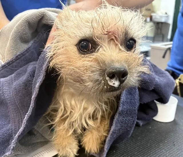 An adult small-sized female Terrier dog named Zim for adoption in Thousand Palms, CA