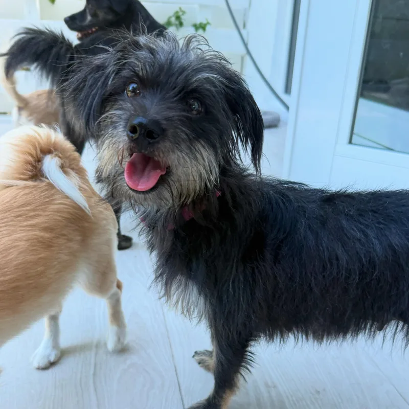A young small-sized female Schnauzer dog named Cholie for adoption in Miami, FL