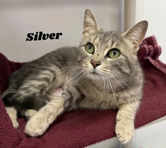 An adult medium-sized female Gray / Blue / Silver Domestic Short Hair cat named Silver for adoption in Dunkirk, NY