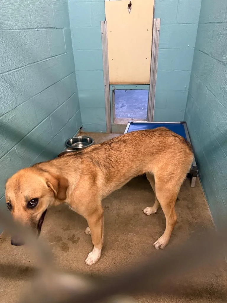 A young medium-sized female German Shepherd Dog dog named Hope for adoption in Lafayette, TN