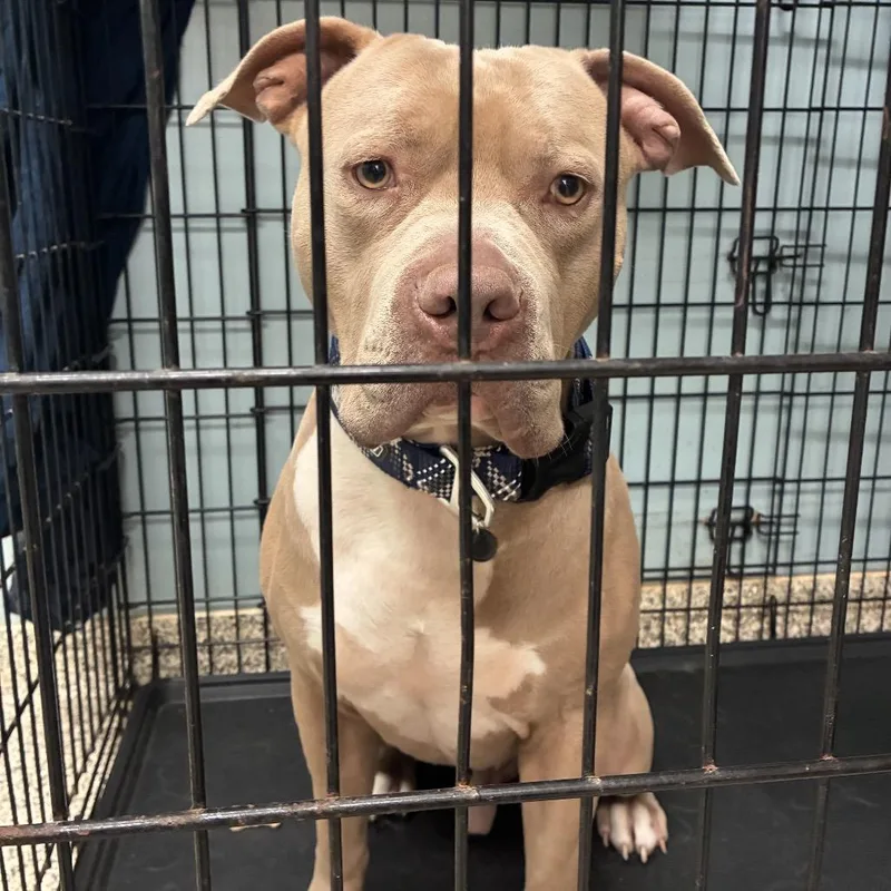 An adult large-sized male Yellow / Tan / Blond / Fawn English Bulldog dog named Sammy for adoption in Peachtree City, GA