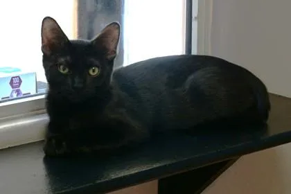A baby small-sized male Domestic Short Hair cat named Onyx IV for adoption in Fountain Hills, AZ