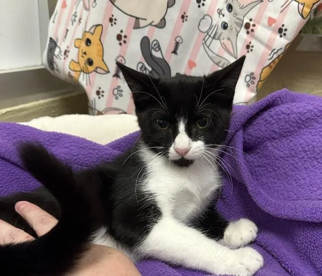 A baby small-sized female Black & White / Tuxedo Domestic Short Hair cat named Bailee for adoption in Parlier, CA