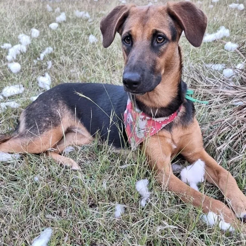 A baby medium-sized female Bicolor German Shepherd Dog dog named Roxy Lynn "loyal" for adoption in New York, NY