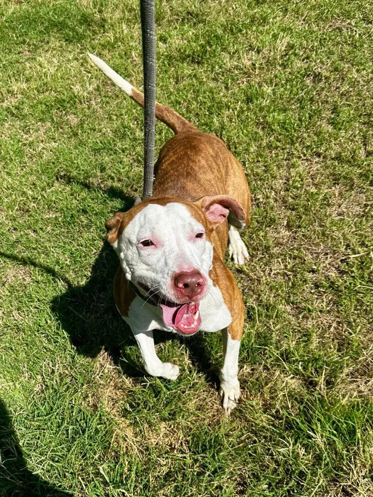 An adult large-sized female Pit Bull Terrier dog named DA Lisa for adoption in Glen Allen, VA