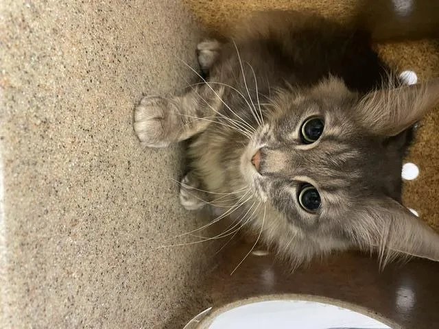 An adult large-sized male Domestic Medium Hair cat named Nugget for adoption in Kent, WA