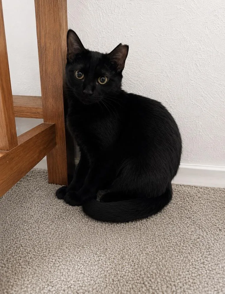 A young medium-sized female Domestic Short Hair cat named Ava for adoption in Dallas, TX
