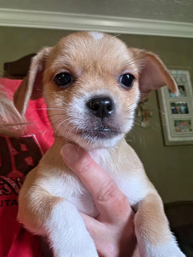 A baby small-sized female Chihuahua dog named Moana for adoption in Winder, GA