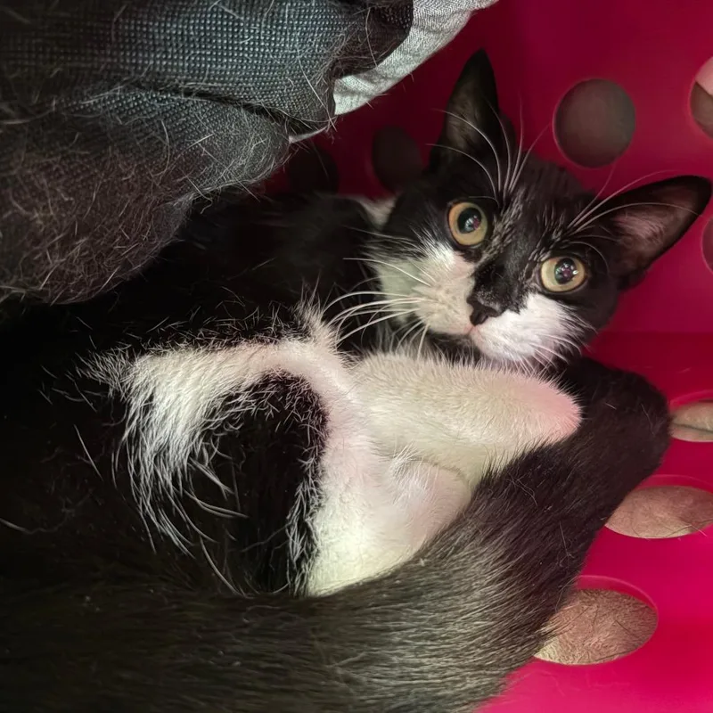 An adult small-sized female Black Domestic Short Hair cat named Zendaya for adoption in Brockton, MA