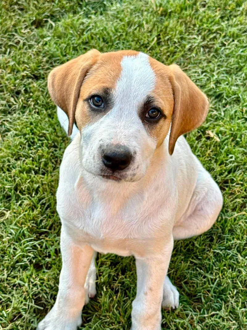 A baby large-sized female White / Cream Great Pyrenees dog named Teeny Chirichillo for adoption in Kiowa, OK