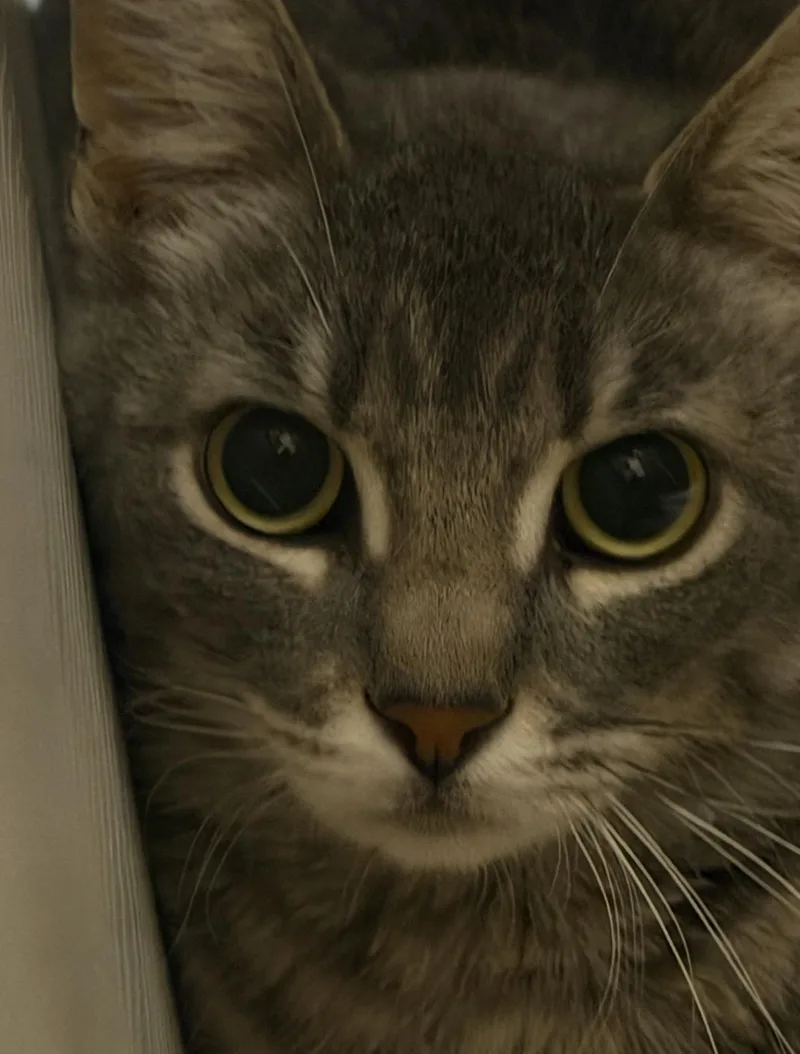 Minestrone thumbnail 2