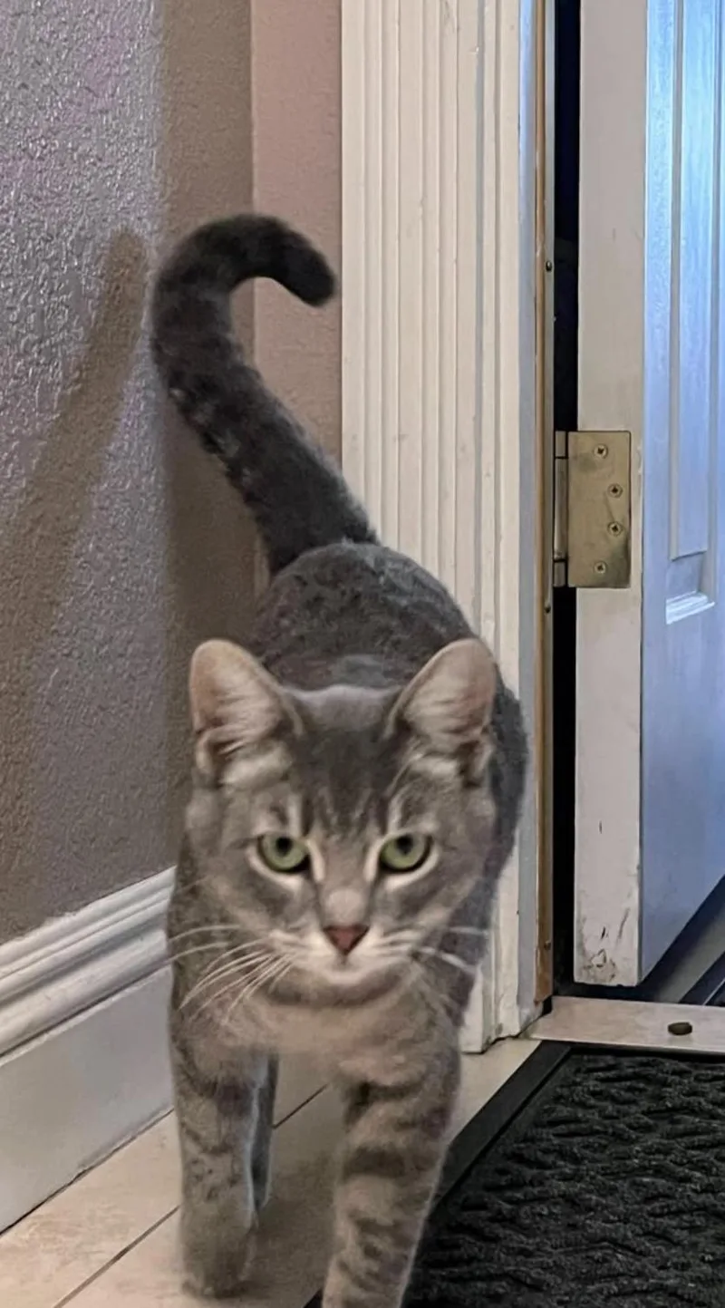 An adult medium-sized female Tabby (Gray / Blue / Silver) Domestic Short Hair cat named Minestrone for adoption in Oceanside, CA