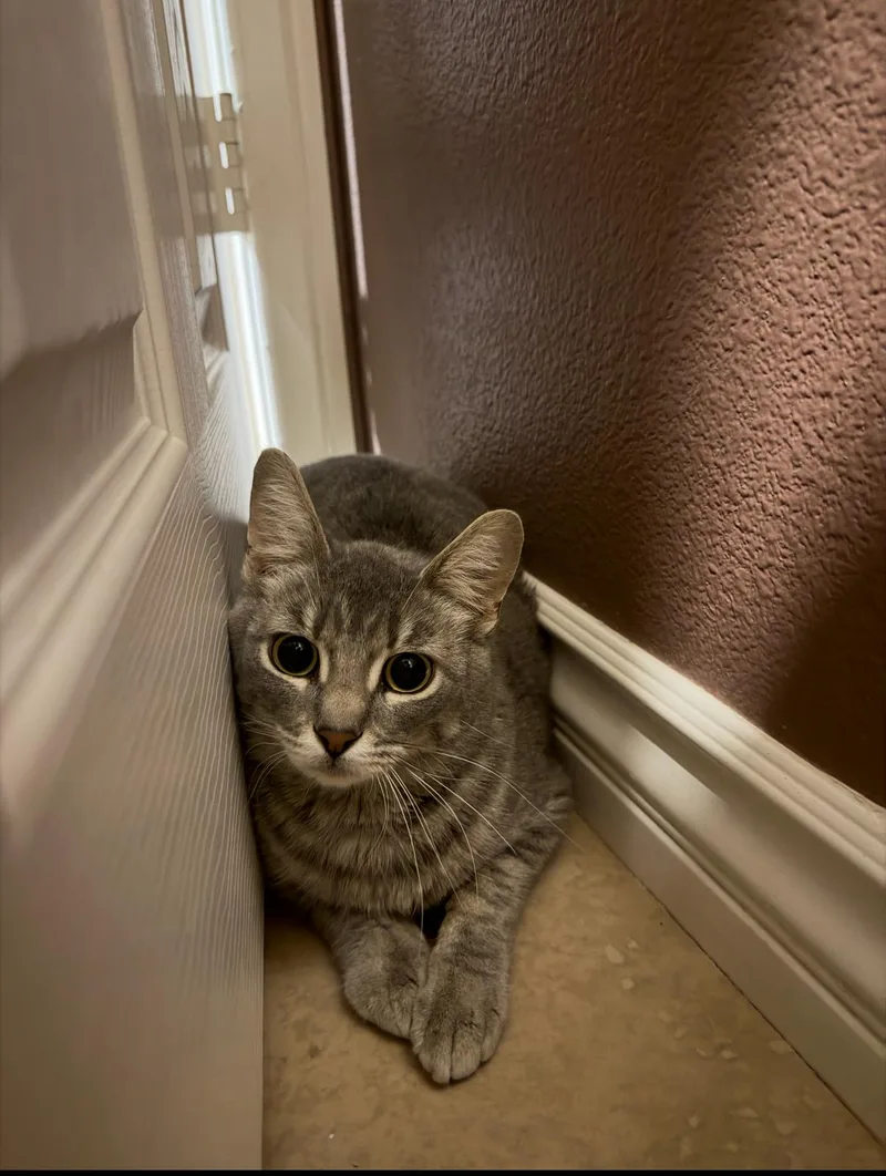 Minestrone thumbnail 4