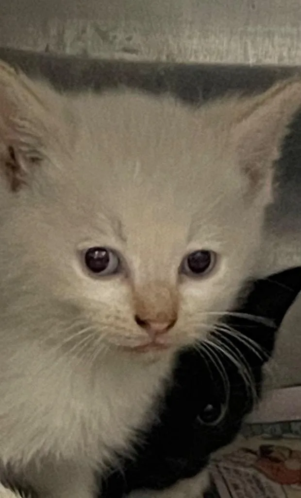 A baby small-sized male Domestic Short Hair cat named Raj for adoption in Henderson, NC