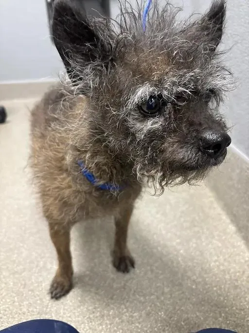 An adult small-sized female Terrier dog named Raggedy Ann for adoption in Las Vegas, NV