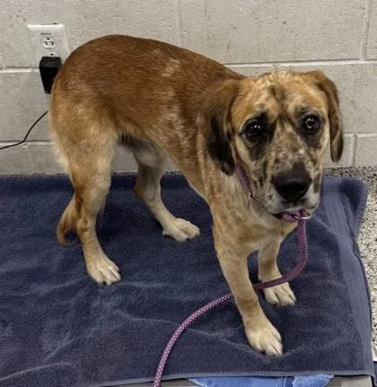 An adult large-sized male Brown / Chocolate Mixed Breed dog named Macchiato for adoption in Kansas City, MO