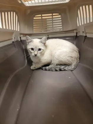A baby small-sized male Siamese cat named Nigel for adoption in Fergus Falls, MN