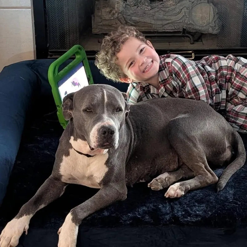 A senior large-sized female Gray / Blue / Silver Pit Bull Terrier dog named Estrella for adoption in Las Vegas, NV