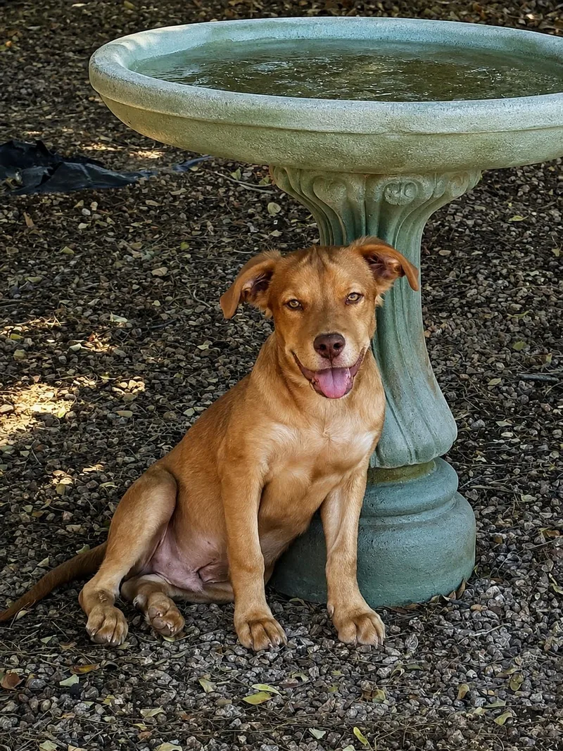 A baby medium-sized male Golden Retriever dog named Eddie for adoption in Chandler, AZ