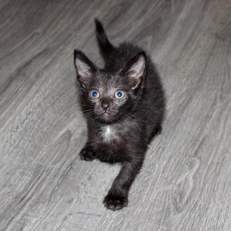 A baby small-sized female Black Domestic Short Hair cat named Blossom for adoption in Corpus Christi, TX