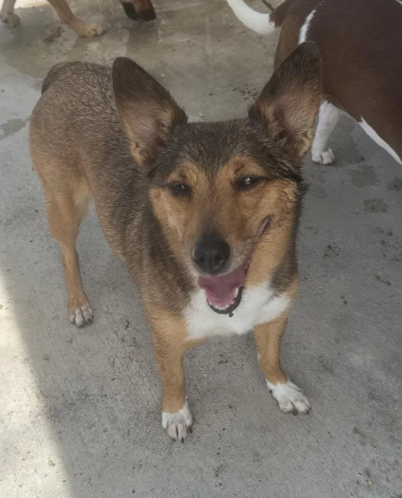 An adult medium-sized female Shetland Sheepdog / Sheltie dog named Ruby for adoption in Boca Raton, FL