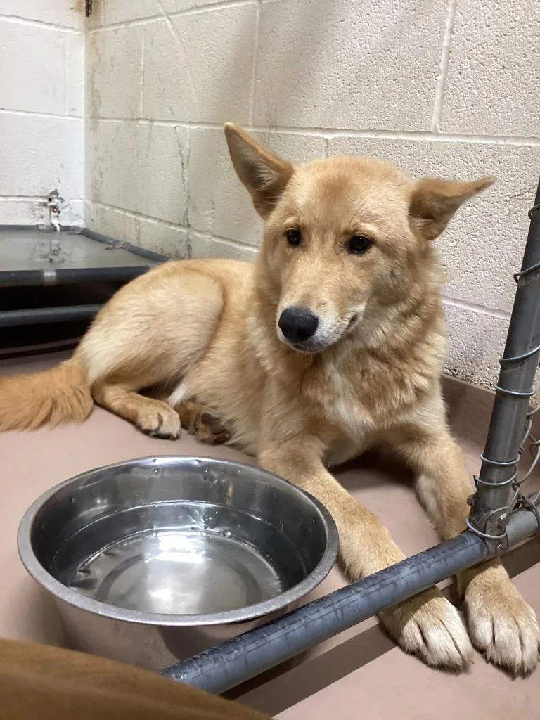 A young medium-sized female German Shepherd Dog dog named Girl for adoption in Nacogdoches, TX