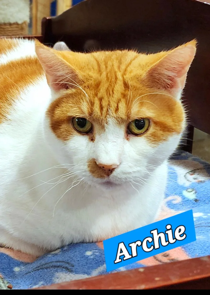 An adult medium-sized male Orange & White Domestic Short Hair cat named Archie for adoption in Landenberg, PA