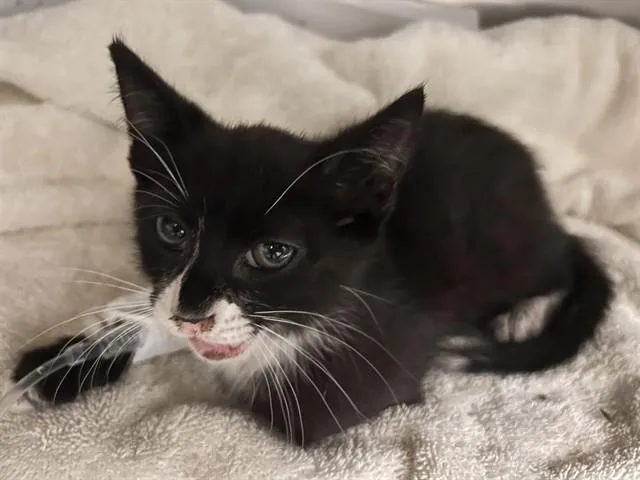 A baby small-sized female Domestic Short Hair cat named Tres for adoption in Riverside, CA