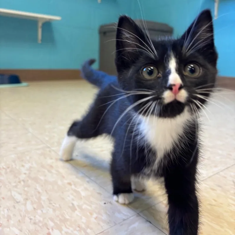 A baby small-sized male Black Domestic Medium Hair cat named Edward for adoption in Roxboro, NC