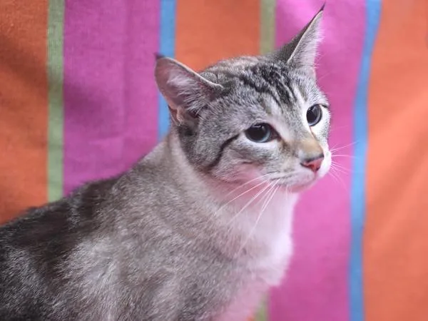 A young medium-sized female Snowshoe cat named Katie for adoption in Portland, OR