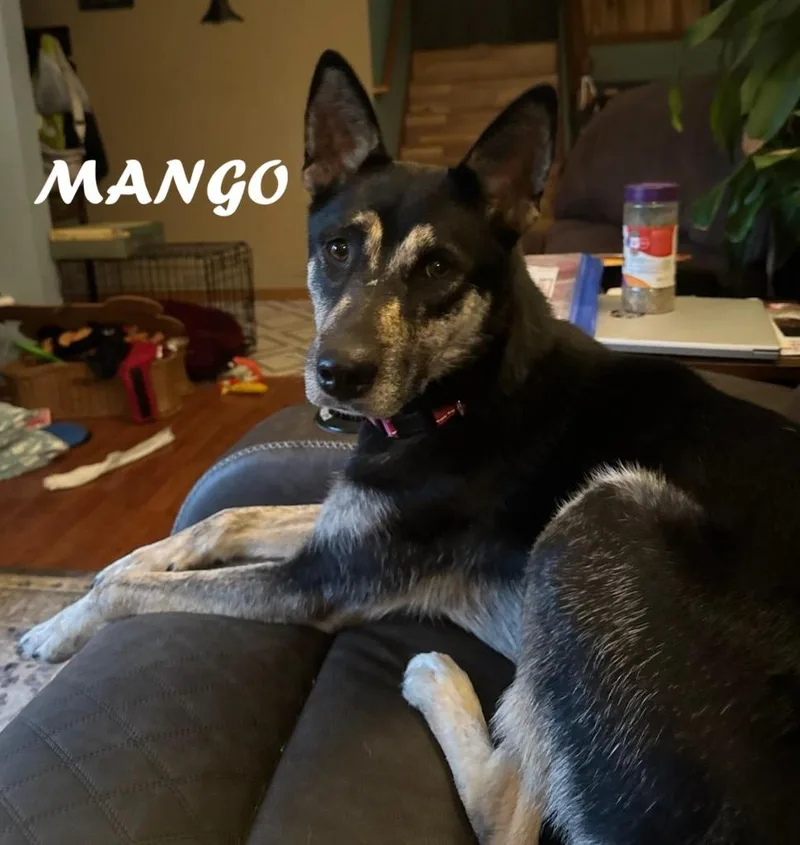 Mango
