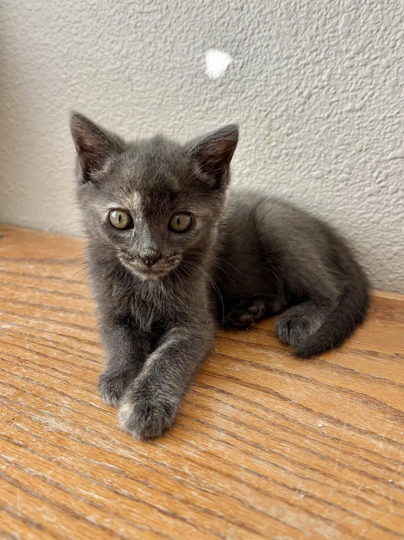 A baby medium-sized female Dilute Tortoiseshell cat named Modjeska for adoption in Laguna Niguel, CA