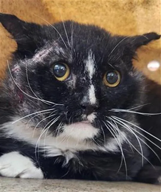 An adult large-sized male Domestic Short Hair cat named Silvester for adoption in Albuquerque, NM