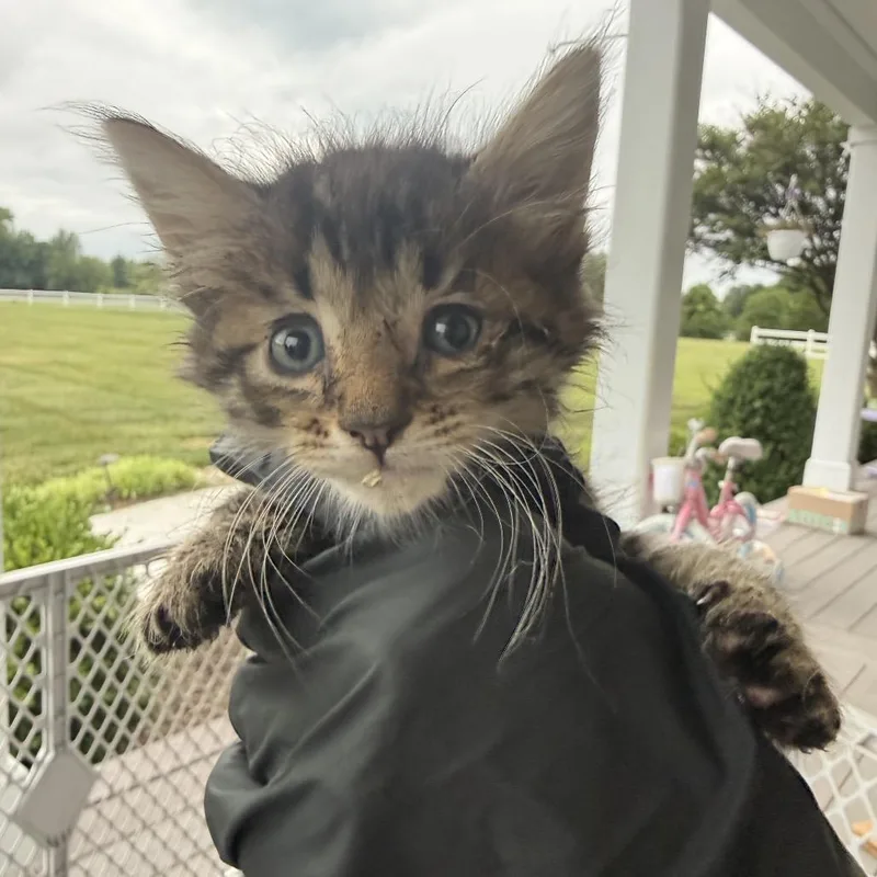 A baby small-sized male Brown / Chocolate Domestic Medium Hair cat named Jingle for adoption in Alexandria, VA