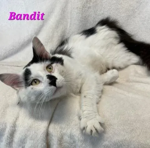 Bandit