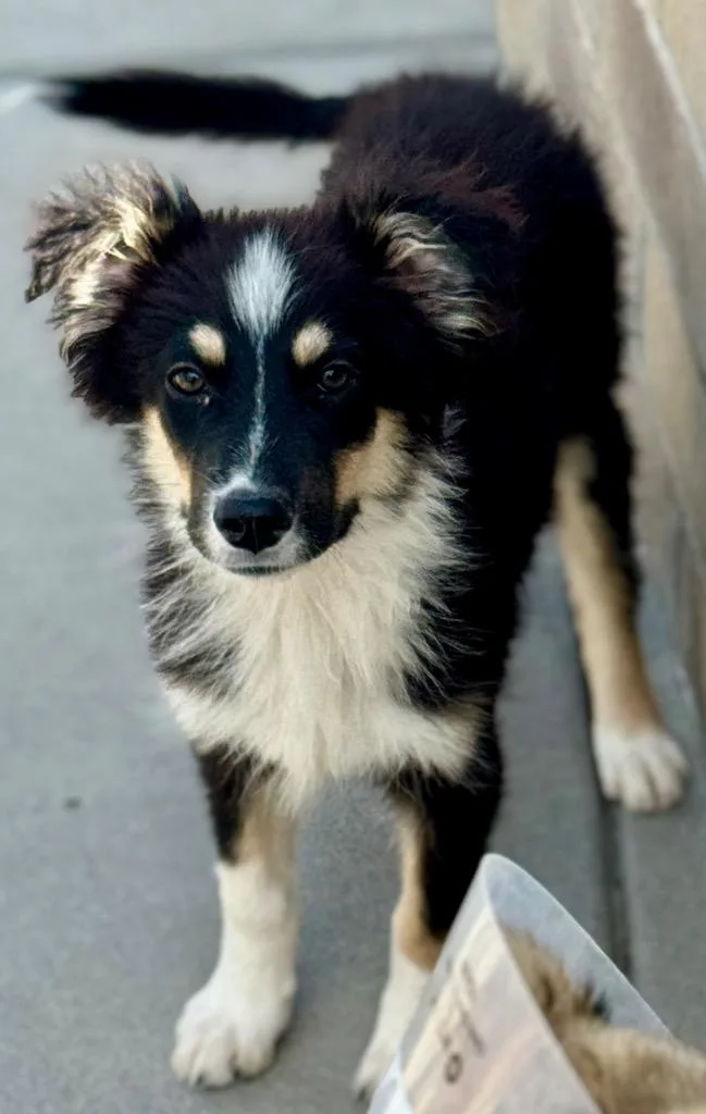 A baby medium-sized female Australian Shepherd dog named Gandra Dee for adoption in Fort Lupton, CO