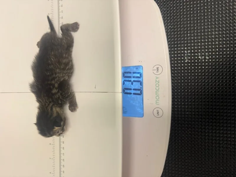 Sweet Pea Sn thumbnail 2