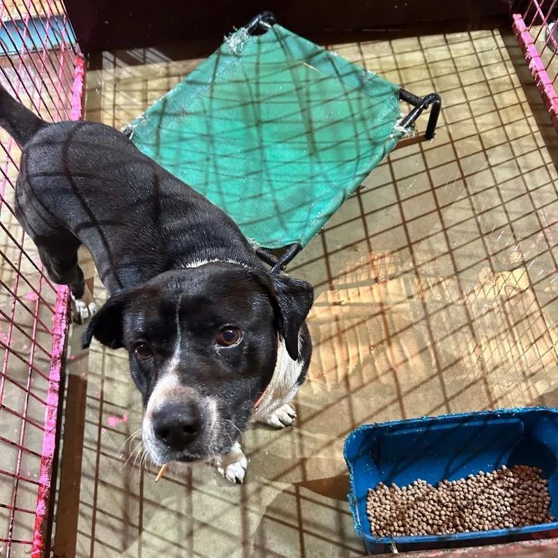 An adult large-sized male White / Cream Pit Bull Terrier dog named Ozzy for adoption in Madill, OK