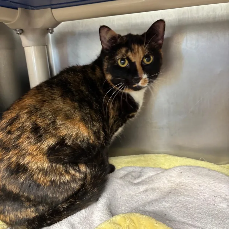 An adult large-sized female Domestic Short Hair cat named Gracey for adoption in Galax, VA