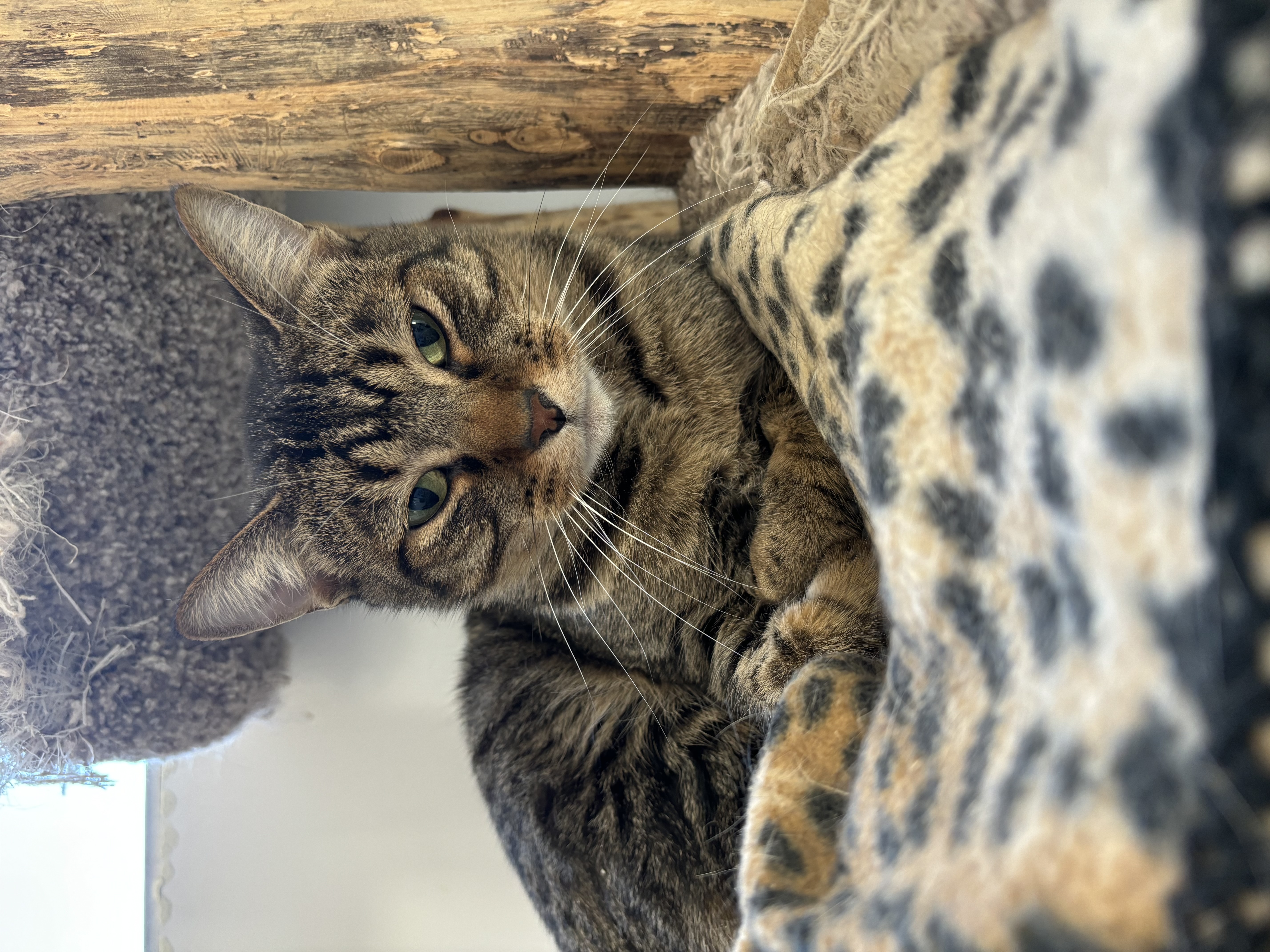 Buckwheat thumbnail 2