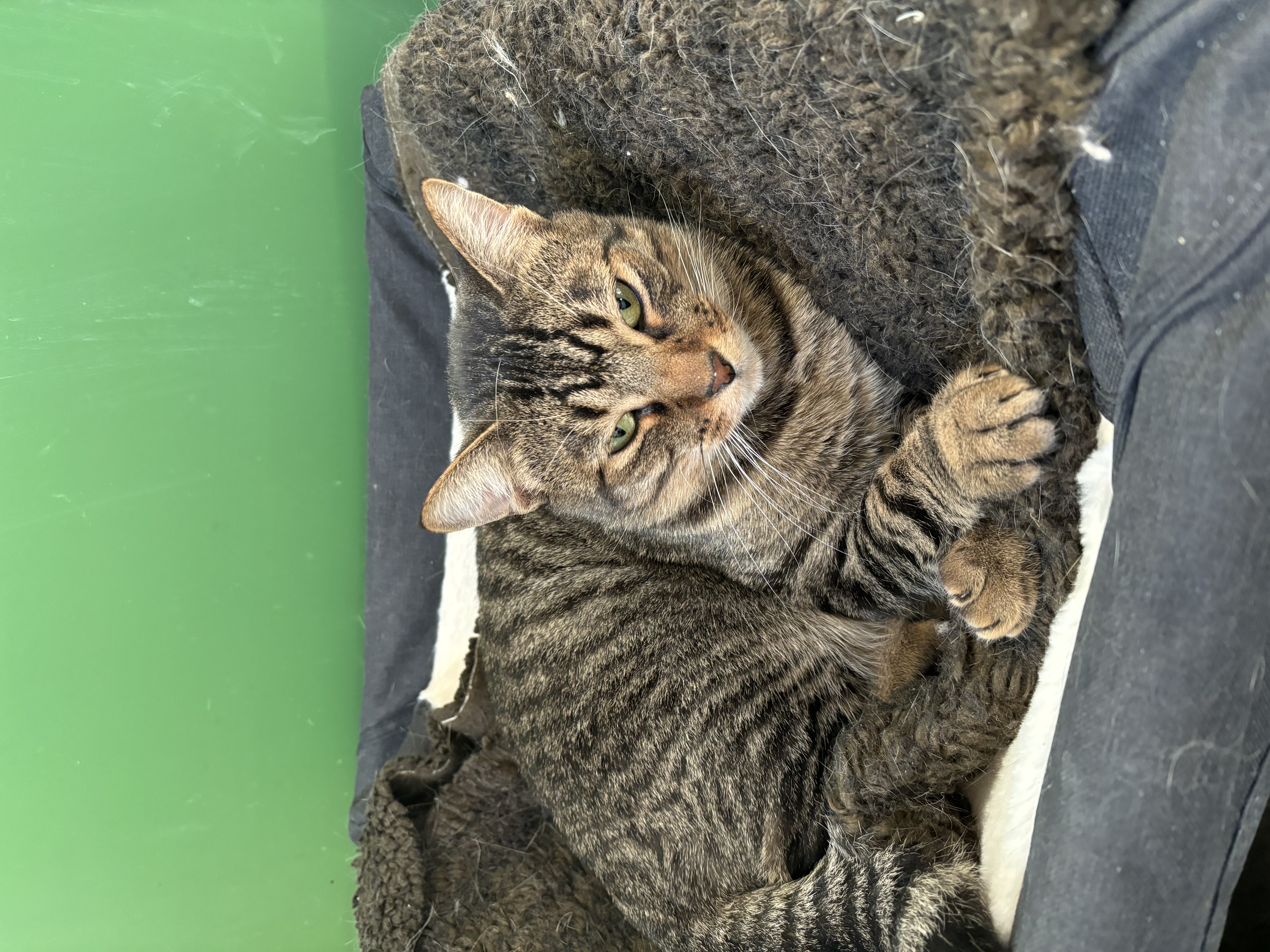 Buckwheat thumbnail 3