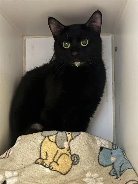 An adult medium-sized female Domestic Short Hair cat named Amethyst for adoption in Indianapolis, IN